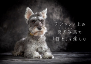 いぬのまどぐち