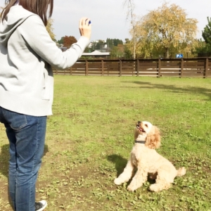OHANA with dog_いぬのまどぐち