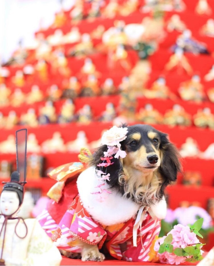 わんこ堂 和裁士がつくる犬の着物への想い いぬのまどぐち