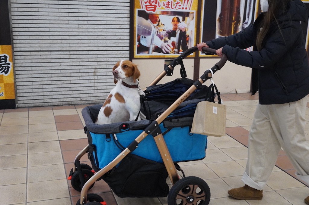 中型犬】ペットカートで犬と電車に乗ってみた！【ALLFORWAN'sLIFE