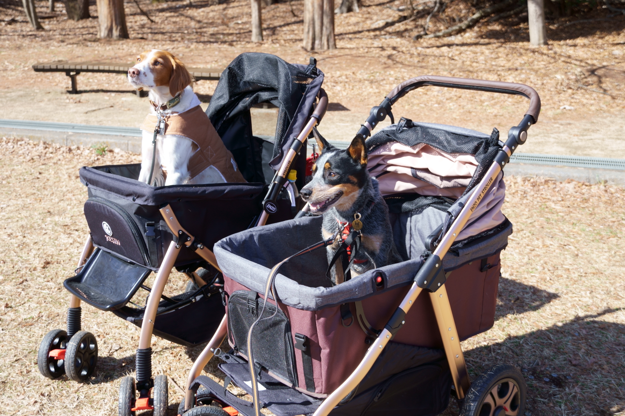 変革のパワーを授ける・願望成就 犬用 ペットカート ENZO ペット